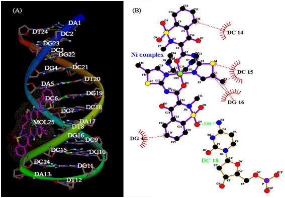Images of (A) Perspective of molecular docking of the Ni(II) complex ...