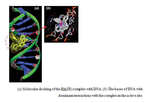 (a) Molecular docking of the Rh(III) complex with DNA. (b) The bases of ...